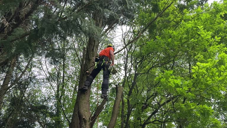 Best Utility Line Clearance  in Upper Ack, NY